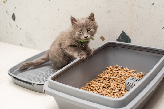 How to Litter Train a Kitten