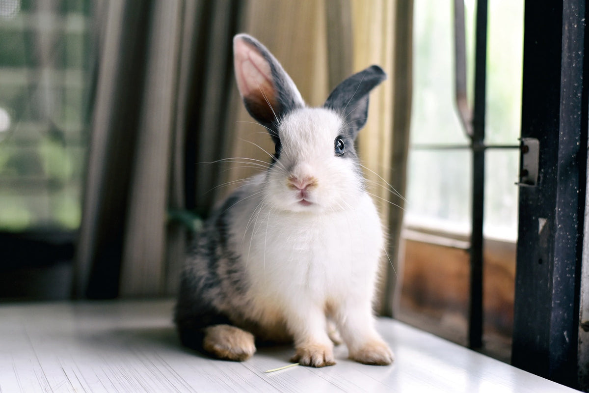 Can Rabbits Live Safely Indoors? The Truth About Hygiene and Health