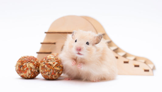 Hamster Habits