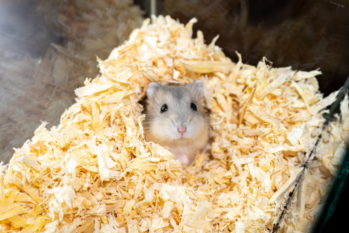 How Often Should You Clean a Hamster Cage? A Guide to Safe Habitat Hygiene