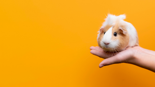Temperature Control for Glass Hamster Cages