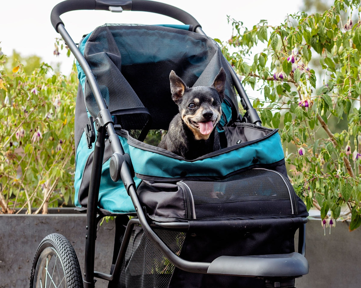 Phoebe Gets New Wheels: Because 14 Is the New 4! 🐾