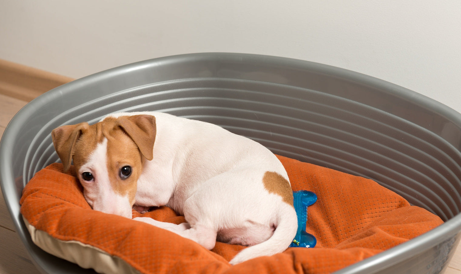 Why Is My Dog Vomiting Yellow Fluid?