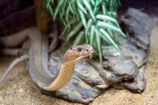 snake comfortable habitat