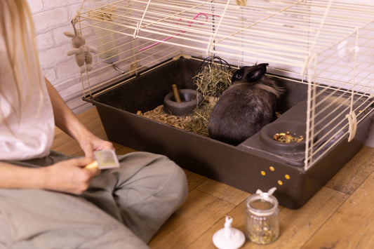 How to Litter Train a Rabbit
