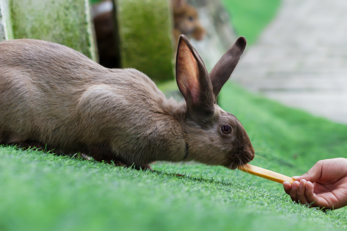 How to Stop Rabbits Chewing Dangerous Things