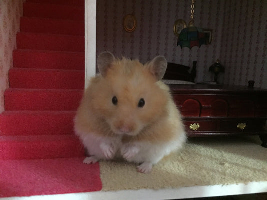 Why Does My Hamster Keep Chewing on the Cage Bars? Causes and Solutions