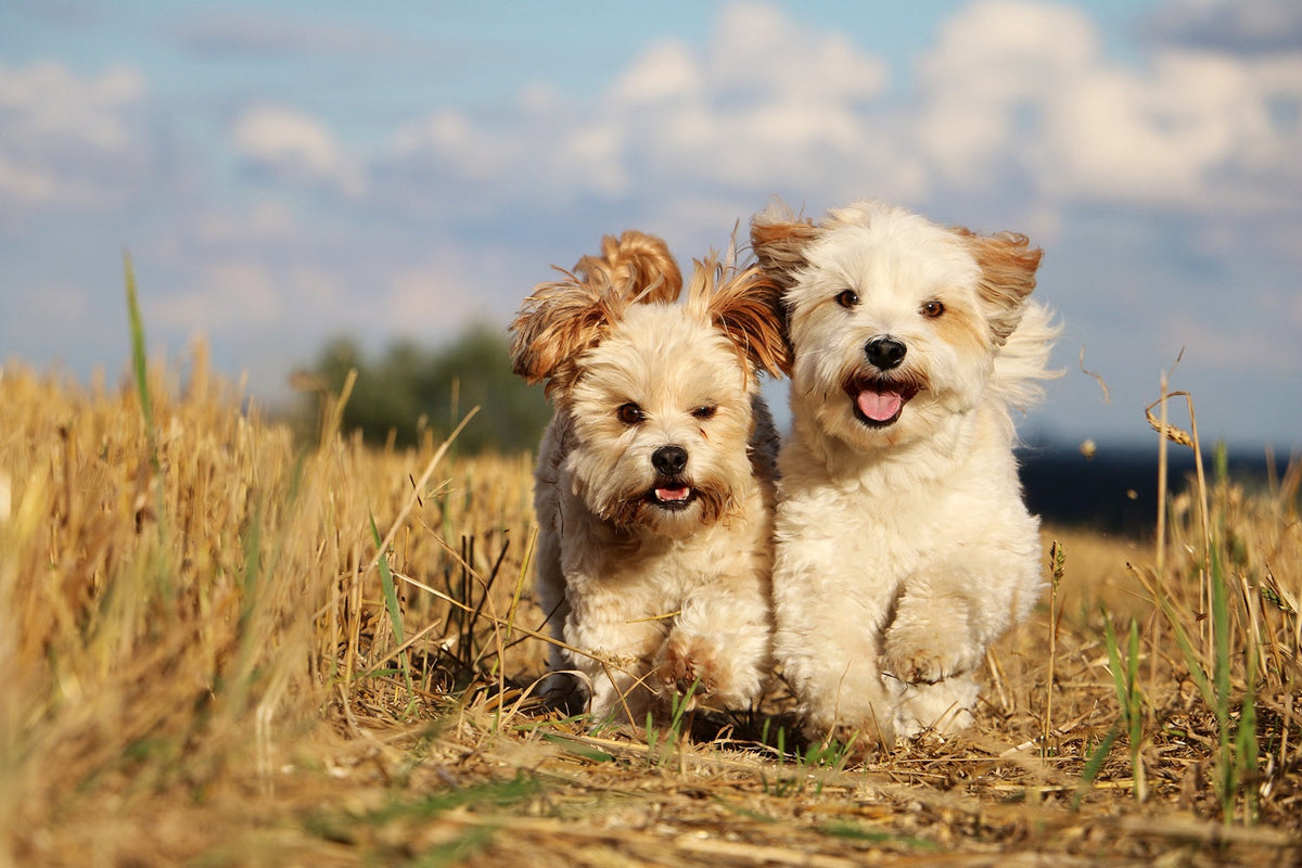 Two puppies are running.