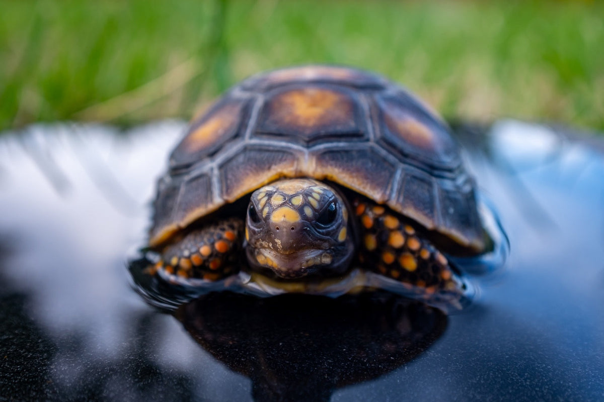 Should Turtles Brumate Naturally? A Guide to Safe Winter Care