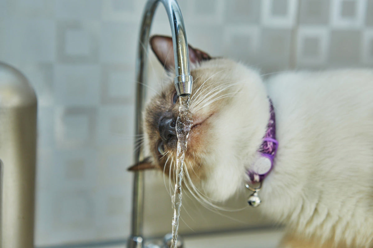 kitty drink water