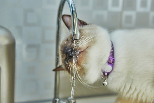 kitty drink water