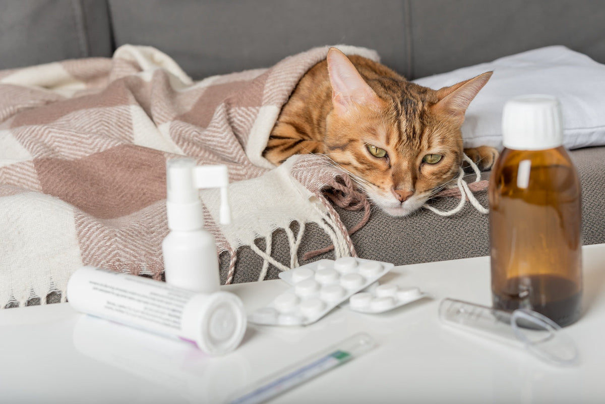 a sick cat