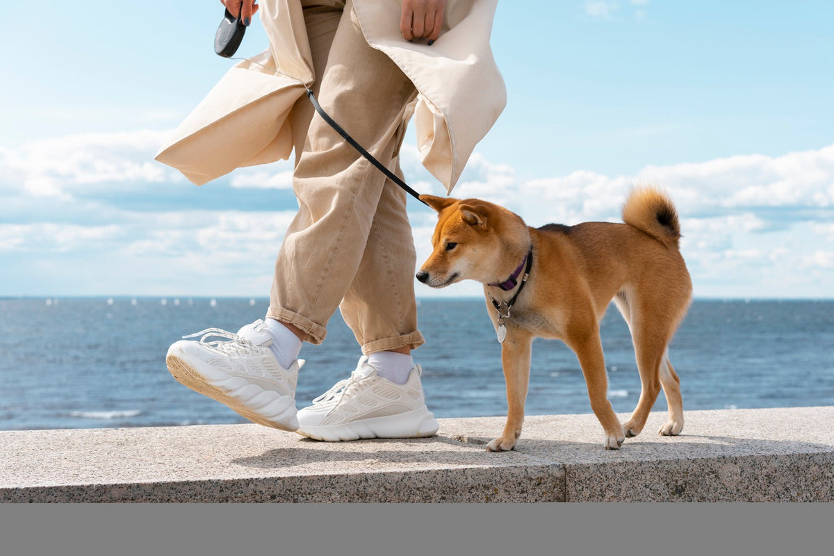 dog walking