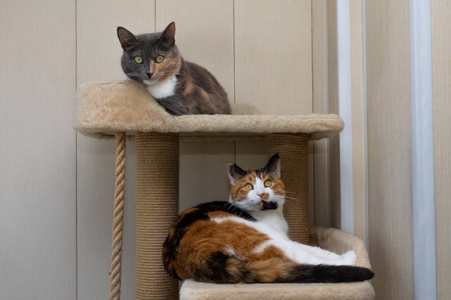 Will My Cat Get Along With a Second Cat?