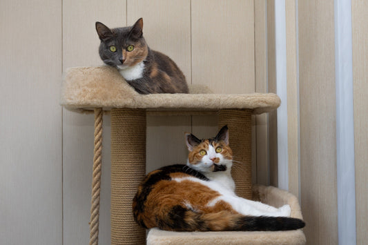 Will My Cat Get Along With a Second Cat?