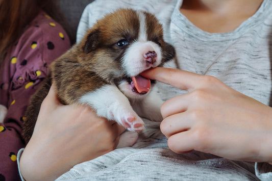 How to Stop Puppy Biting