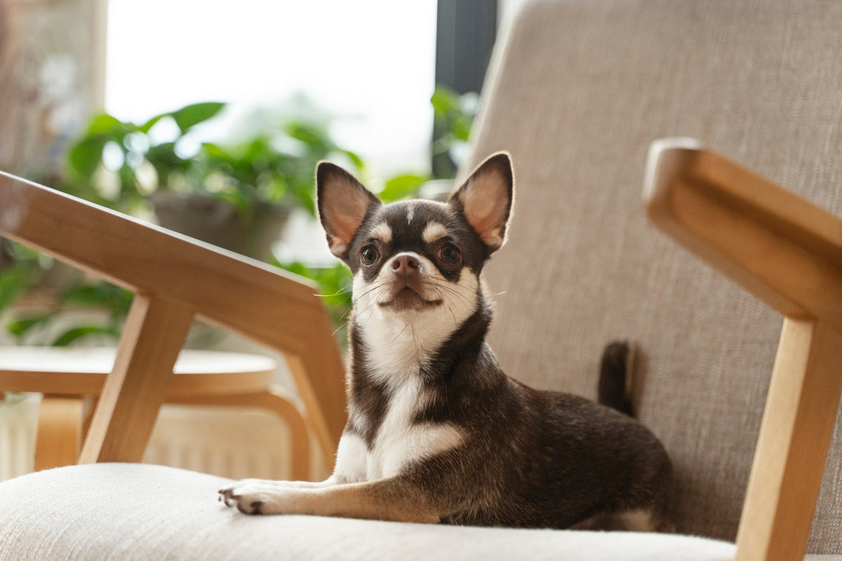 dog indoor