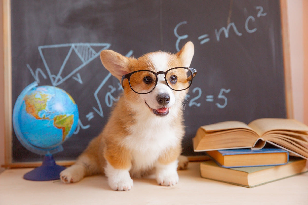 How Intelligent Are Dogs? Understanding Canine Intelligence and Communication