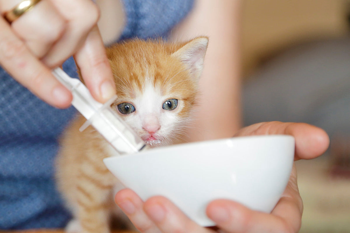 Kitty eat