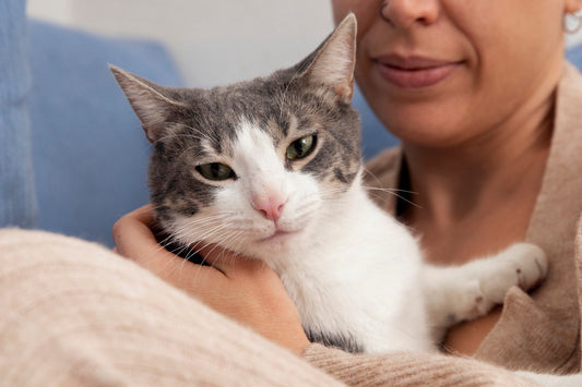 Is Your Cat’s Behavior Trying to Tell You Something?
