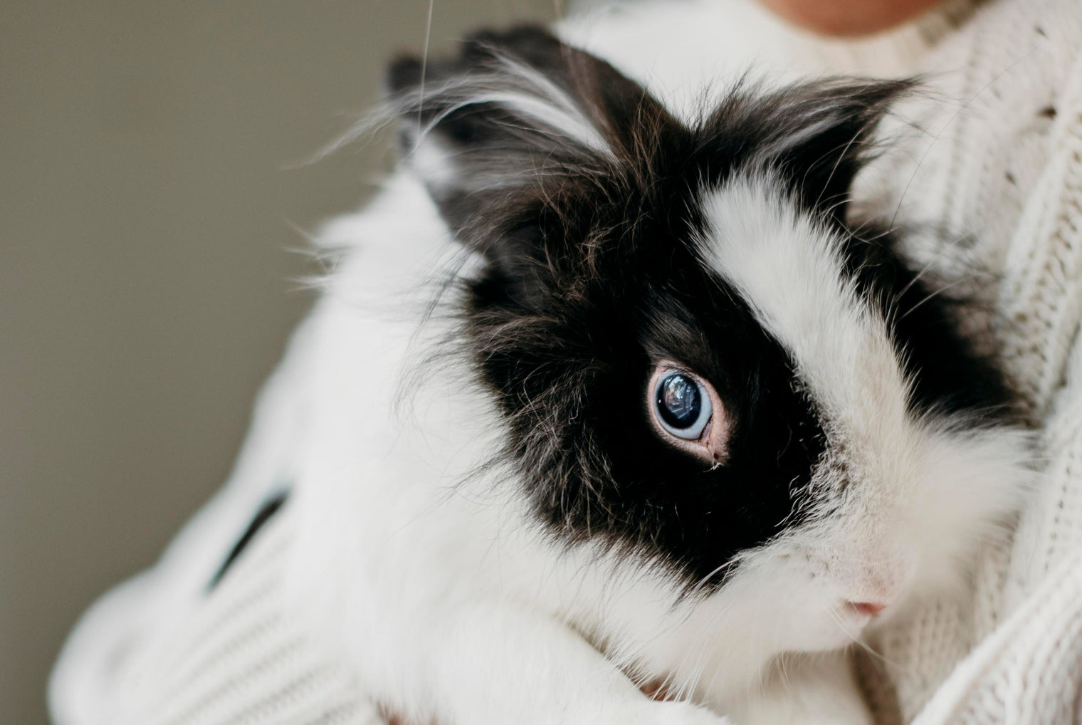 Why Are My Small Pet’s Eyes Watery?