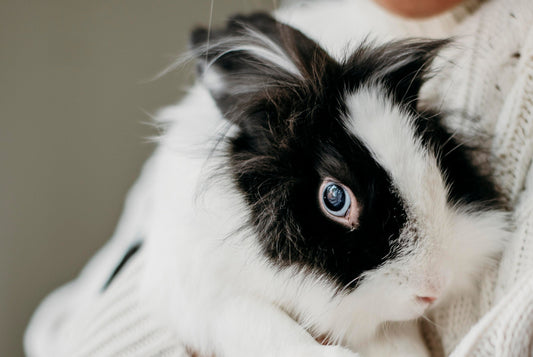 Why Are My Small Pet’s Eyes Watery?