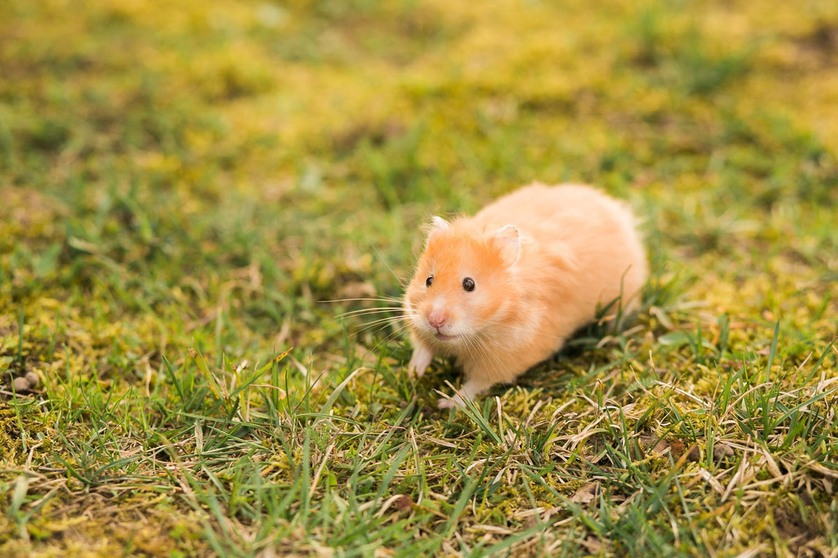 Could Your Escaped Hamster Survive Outside?