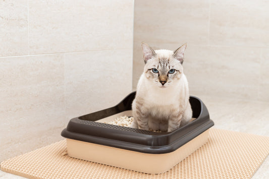 Cat Litter Box