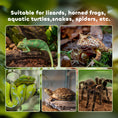 Load image into Gallery viewer, Glass Reptile Terrarium, Jumping Spider Enclosure with Thermometer, Water Basin, Full View Visually for Lizards, Horned Frogs, Snakes, Spiders - Black
