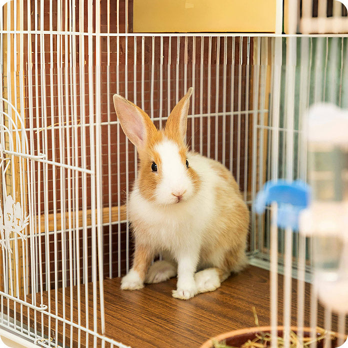 Premium Pet Furniture & Cages for Dogs, Cats, Rabbits & More | PawHut