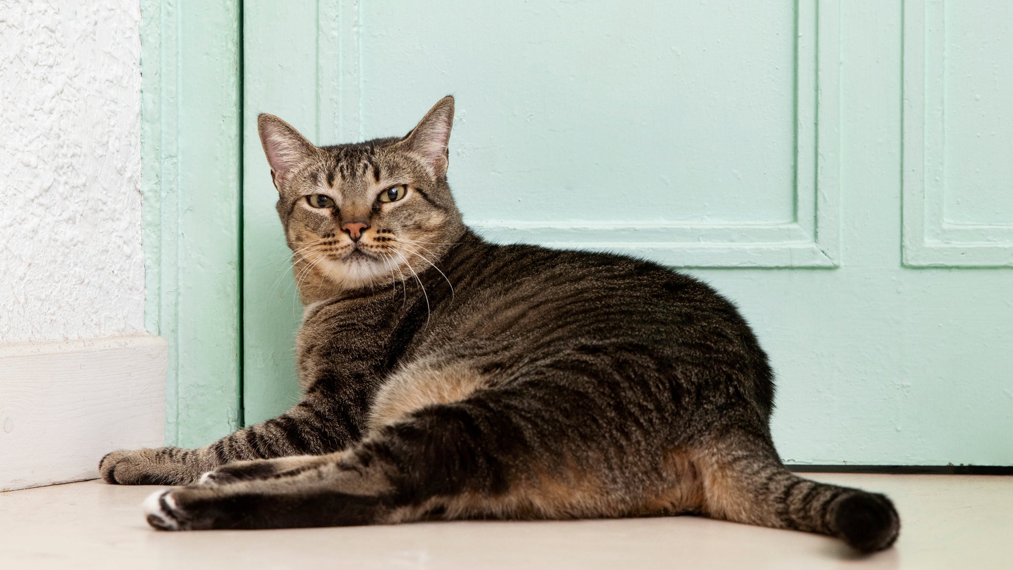 cat home