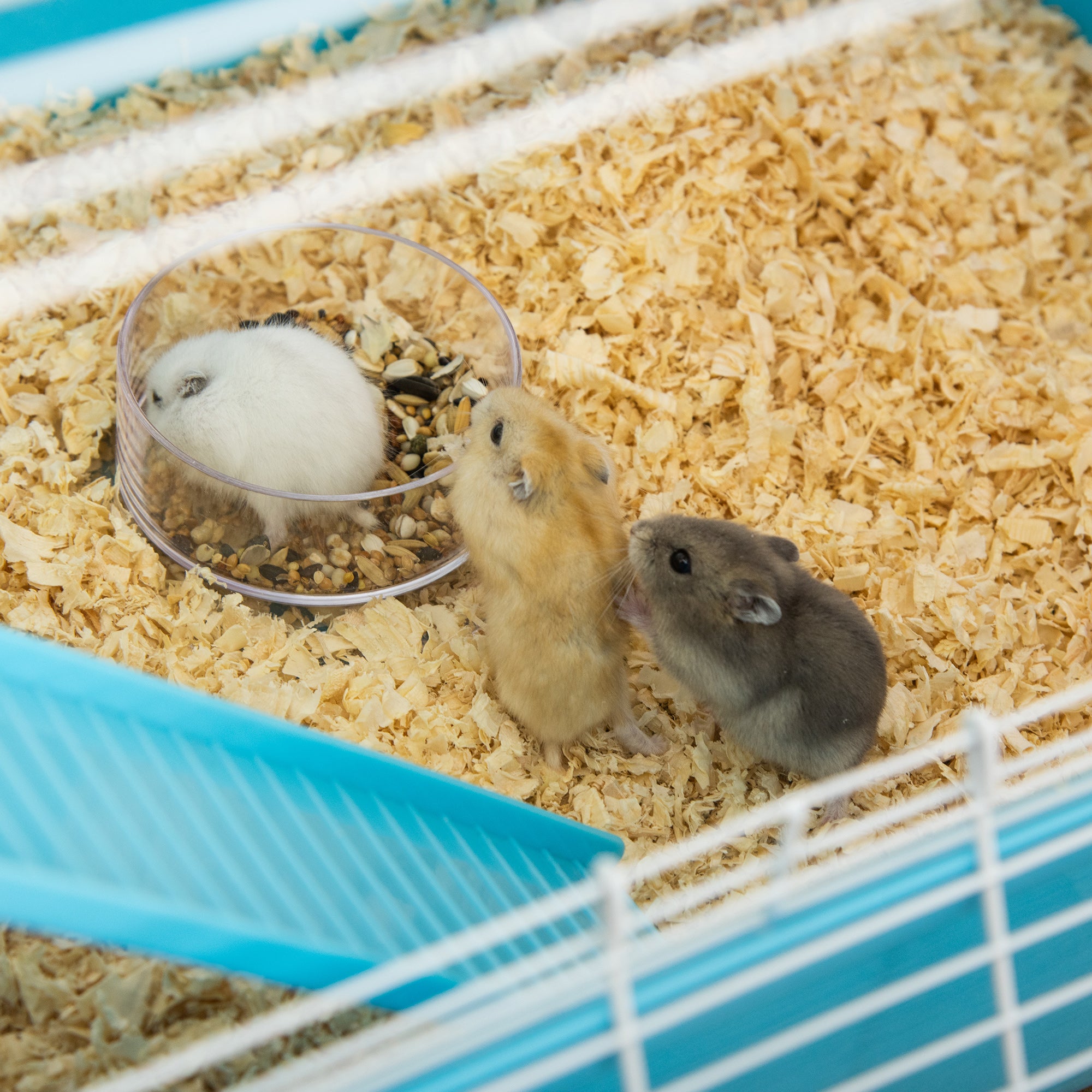 Hamster Cage, Large Small Animal House, 5-Level Guinea Pig Cage Gerbil Haven, Tunnel Tube System, with Water Bottle, Exercise Wheel, Food Dish, Ramps, Light Blue