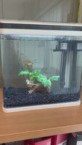 Load and play video in Gallery viewer, 13L Fish Tank, Glass Aquarium with Filter System, LED Lights, Water Pump, White
