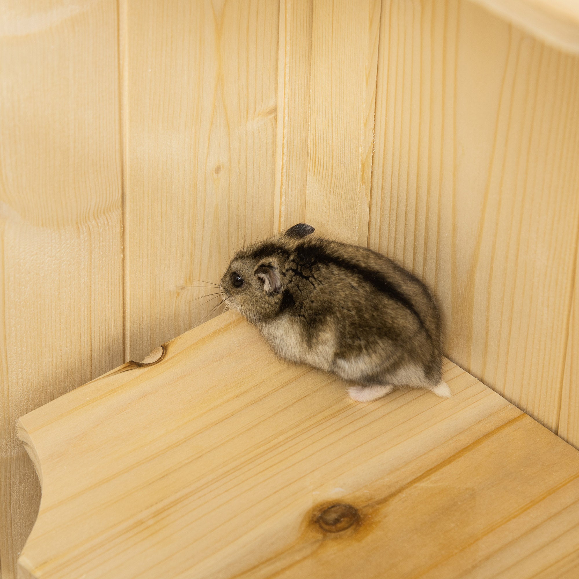 Fir Wood Hamster Cage Mouse Rats Small Animals Play House Exercise Activity Center, 47.25"H